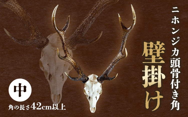 ニホンジカ頭骨付き角　壁掛け(中)　【配送不可地域あり】※離島不可 上野浩嗣《30日以内に出荷予定(土日祝除く)》| インテリア 鹿 角 つの オブジェ 飾り インテリア 装飾 徳島県 佐那河内村---sanagouchi_uen_1_1k---