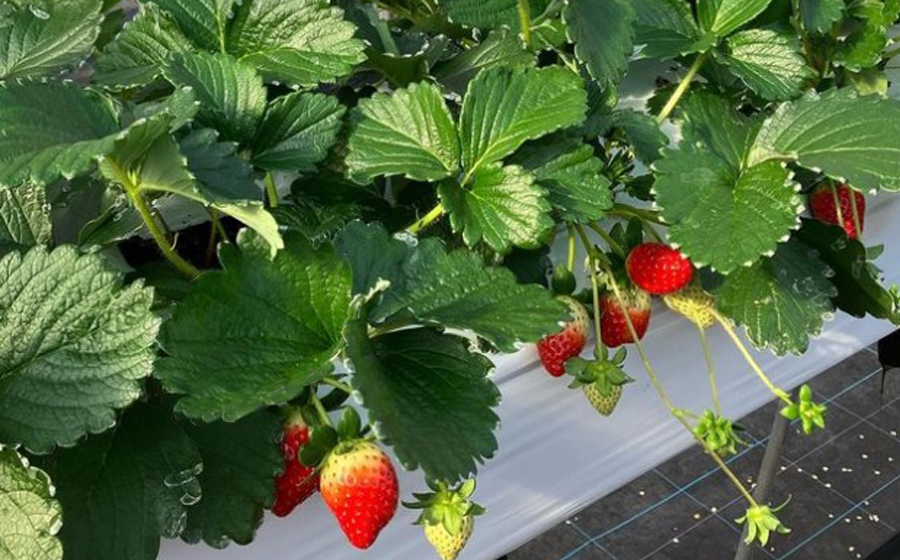 【先行予約】【スターナイト】2パック 2026年4月発送// 苺 いちご イチゴ ストロベリー スターナイト 奈良 奈良県 広陵町 生産者直送  直送 厳選 数量限定 旬 フルーツ 甘い 完熟 果物