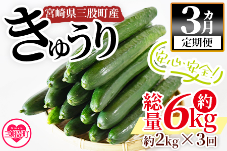 ＜【3ヵ月定期便】【期間限定】宮崎県産きゅうり(約2kg)×3回＞(総量約6kg・約2kg(3本入り×5袋)×3回)パリッと甘い魔法のキュウリ「マジキュー」漬物や天ぷらに！【MI201-yt】【ゆたか農園】