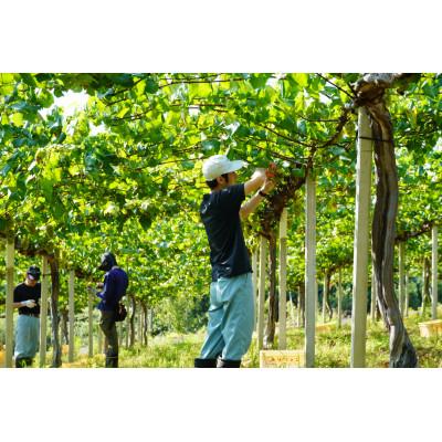 ふるさと納税 大月市 【山梨ワイン】蔵元直送「OLIFANTマスカット・ベーリーA樽熟成750ml×2本セット」 |  | 03