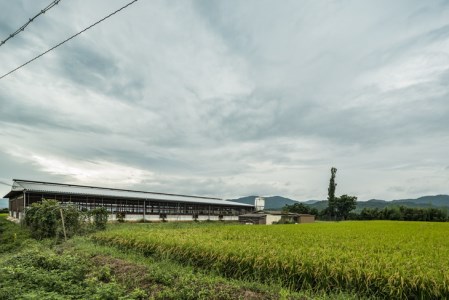 数々の誉れに輝く最高峰 黒毛和牛「平井牛」A5 焼肉用 霜降り 250g 京都 丹波牧場 自家産≪三角バラ・トモバラ・カルビ・カイノミ・ミスジ 希少 和牛 京都肉 冷凍 真空 BBQ キャンプ≫