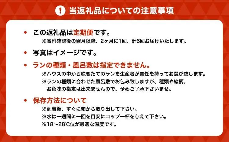 定期便 胡蝶蘭 熊本県産 ミディ 2本立ち×6回  【定期便6回】ミディ胡蝶蘭〈KouBou・華あかり〉 2本立ち