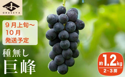 長野県産 種無し巨峰 約1.2kg 2～3房 ［小布施屋］ 果物 フルーツ ぶどう 葡萄  種無し 種なし 令和7年産【2025年9月上旬～10月発送】 ［A-704］