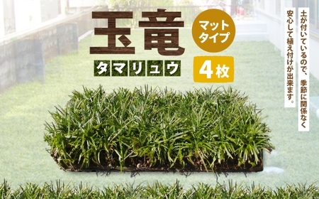 玉竜 タマリュウ たまりゅう 4枚 【7営業日以内に発送】 植物 プラント 芝生 ガーデニング ガーデニング用品