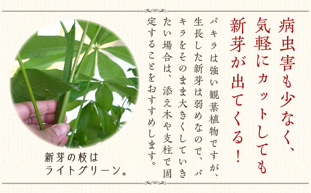 【観葉植物】パキラ 7号 ブラウンバスケット鉢カバー 高さ：約80cm～1m内外(鉢底より) ｜観葉植物 インテリア 部屋 おしゃれ 福岡県筑前町 送料無料