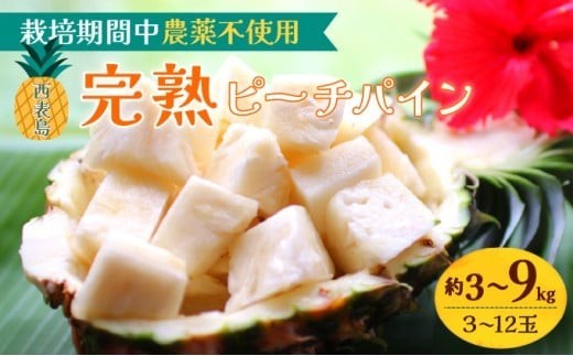 
            【内容量が選べる】2026年 先行予約 西表島の完熟ピーチパイン 3～9kg (3〜12玉) 【嘉本商店 完熟 果物 フルーツ】お届け：5月中旬～6月中旬頃
          