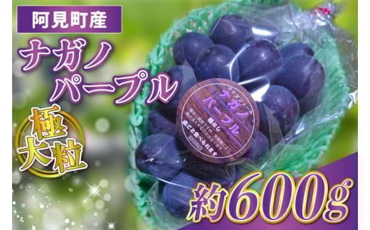 【先行予約】【2025年9月以降発送】ナガノパープル１房 約600g 阿見町産【リザマート 巨峰 ぶどう ブドウ 葡萄 フルーツ 果物 阿見町 茨城県】（49-15）