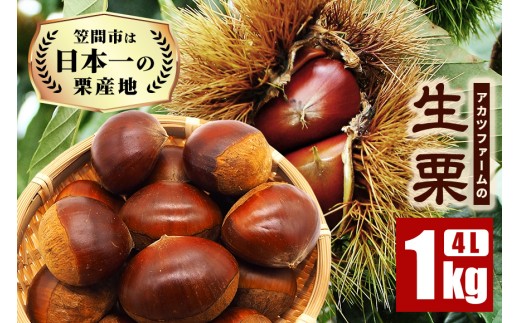 生栗 1kg 超特大 4Lサイズ 栗 くり 国産 国産栗 和栗 ギフト プレゼント 特大 大きい 大粒 秋 旬 おやつ スイーツ 果物 フルーツ 焼き栗 栗ご飯 栗きんとん 栗おこわ 栗 アカツファーム 生産量 日本一 笠間市 茨城県 いばらき