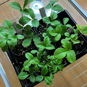 ワイルドストロベリー（四季なりイチゴ）（B1047-1）