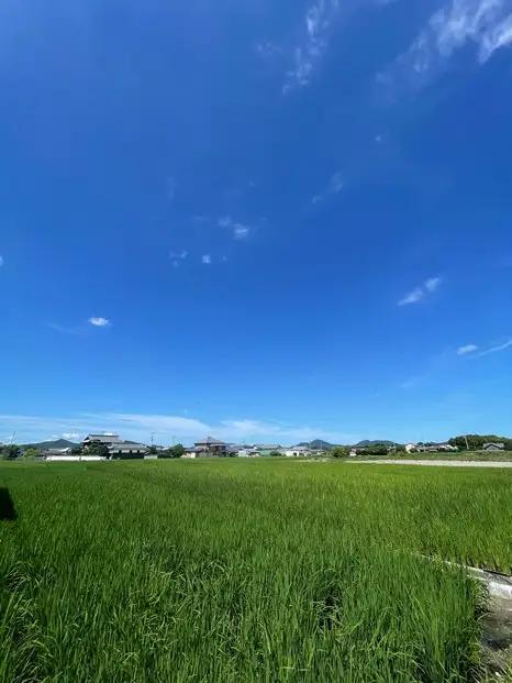 令和8年度産 新米 こしひかり 5kg こめ お米 白米 ご飯 備蓄 国産 さぬきの米 たべてんまい