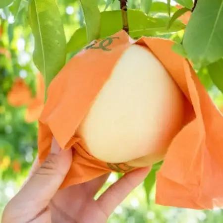 【先行予約】岡山の白桃・約2kg(5～9玉)7月下旬頃から9月上旬頃発送予定【配送不可地域：離島】【1742048】