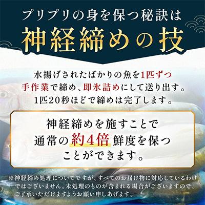 ふるさと納税 御坊市 御坊産　鮮魚セット　約5kg |  | 02