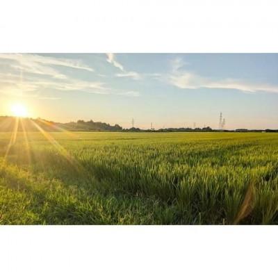 ふるさと納税 上越市 【10月中旬より順次出荷】令和7年産　新潟県上越市産　コシヒカリ　白米　10kg |  | 03