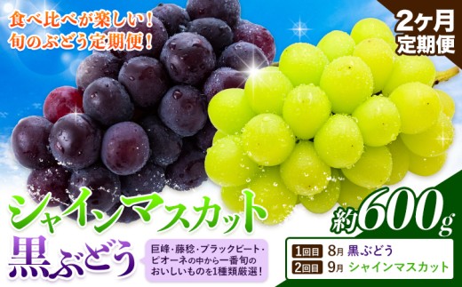 【先行予約】【2ヶ月定期便】黒ぶどう シャインマスカット 600g マスカット フルーツ 果物 新鮮 《8月上旬-9月下旬頃出荷》熊本県 荒尾市産 目野果実直売所 巨峰 藤稔 ブラックビート ピオーネ　宝石　人気　おすすめ　葡萄