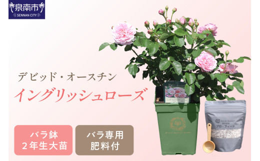 【イングリッシュローズ】 デビッド・オースチン バラ鉢苗 （バラ専用肥料付）【品種指定不可】【選択カラー： 事業者おまかせ】【025D-003】