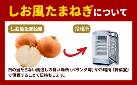 しお風玉ねぎ 約10kg　たまねぎ 玉ねぎ