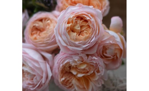 
            【先行受付】バラ鉢苗 コンフィチュール 1鉢【2026年4月下旬より発送】河本バラ園
          