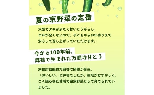  【2026年夏発送分】 万願寺甘とう 化粧箱入 秀品 1.2kg 野菜 万願寺 万願寺とうがらし 甘唐辛子 甘とう 辛くない 夏野菜 緑黄色野菜 伝統野菜 地場野菜 地物 農協直送 京野菜 特産品 