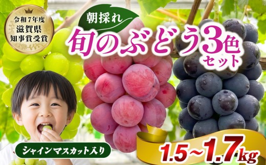 ぶどう 詰め合わせ 3色食べ比べ詰め合せ 1.5kg〜1.7kg(シャインマスカット クイーンニーナ 入り)【令和7年度滋賀県果樹品評会 ぶどうの部1位 滋賀県知事賞受賞】 ｜朝採り ぶどう ブドウ 葡萄 フルーツ 果物 プレゼント 高級 贈り物 ギフト ※2026年9月～発送