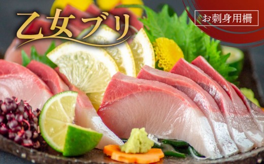 乙女 ブリ 700g以上 刺身 ブランド 新鮮 鰤  ぶり ブリ しゃぶ 切り身 高知県 須崎市 高知 鰤 新鮮 鮮魚 魚（ 下処理有 ）KS0321-3x-1-1231
