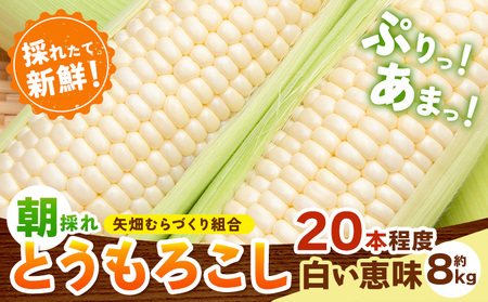 とうもろこし白い恵味約8kg朝採れ《6月下旬-7月下旬頃出荷》トウモロコシ野菜
