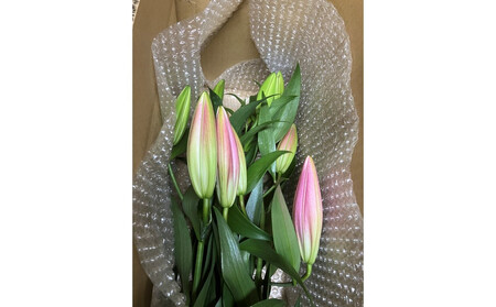 百合 マスター（ピンク）5輪以上　3本