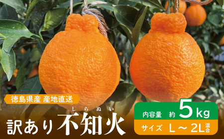 訳あり 不知火 約5kg L～2L 不知火 不知火 不知火 柑橘 みかん