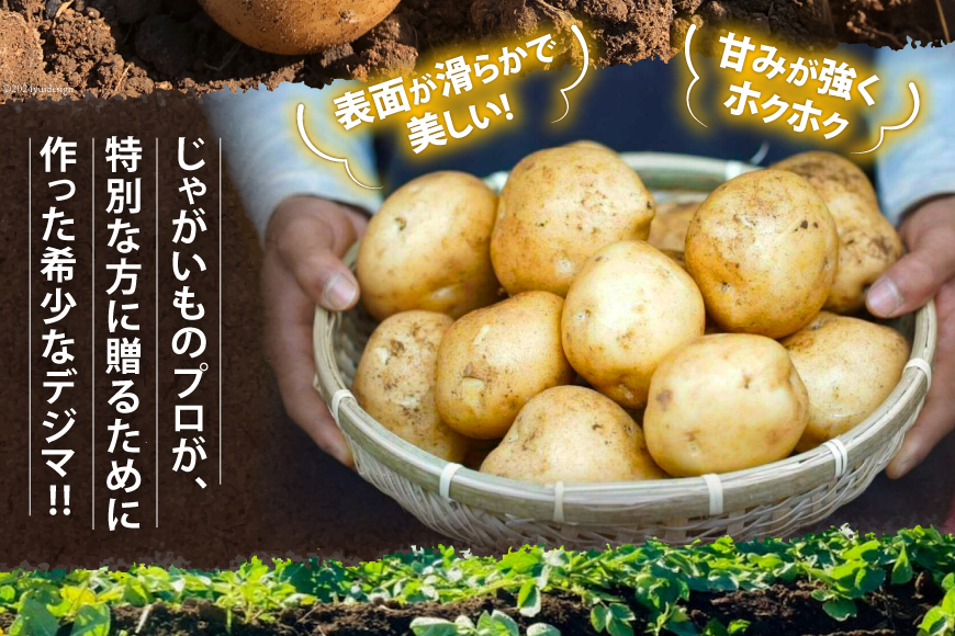 【期間限定発送】 じゃがいも なんぐしデジマ 秋作 5kg 大きめサイズ [なんぐしデジマプロジェクトチーム 長崎県 雲仙市 item1910] ジャガイモ 野菜 秋じゃが 秋じゃがいも 5キロ 期間