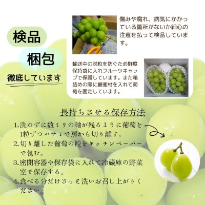 シャインマスカット　2房 1kg【配送不可地域：離島】