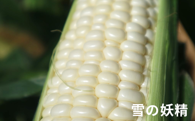 【2024年7月上旬より順次出荷】先行受付 北海道 富良野産 “朝もぎ” ホワイトコーン「雪の妖精」10本 LLサイズ (ウエノ農園 富良野) とうもろこし とうきび コーン 野菜 新鮮 甘い