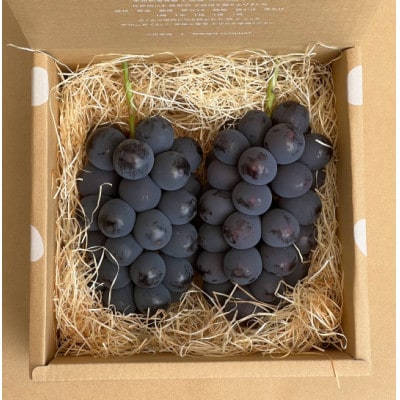 巨峰ぶどう(種なし) 　2房　1kg 以上　産地直送　山梨県山梨市牧丘産【配送不可地域：離島・沖縄県】