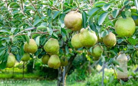 ラ・フランス （特秀) 2kg【化粧箱入り】 山形県産 フルーツ 果物 【2025年11月上旬-12月上旬発送予定】