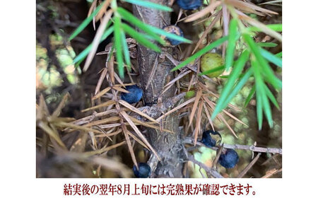 ジュニパーベリー特大苗(西洋ネズ)オス木・メス木セット Juniperus communis 樹高150cm前後 口径21cmスリット鉢植え【Herb＆Rose】[BHCQ002]