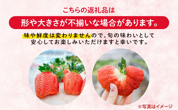  西海市産 いちご かおりの 計2kg（250g×8パック）＜武藤農園＞ [CFV002] 長崎 西海 イチゴ いちご 2kg 贈答 ギフト