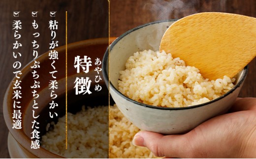 令和7年産 北海道岩見沢市産 あやひめ玄米 10kg ≪沖縄・離島配送不可≫ a124-037-R7 10kg×1袋