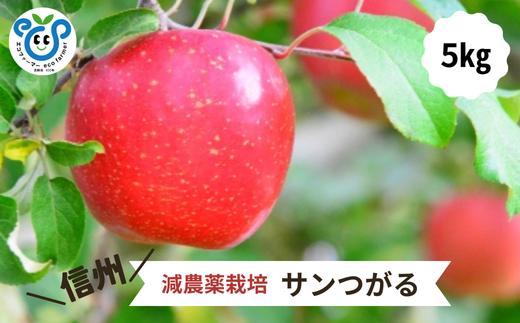HF25-25A 【信州松川町産】 サンつがる 約5kg ／8月下旬～9月中旬ごろ発送開始予定 // 長野県 南信州  減農薬栽培 りんご サンつがる エコファーマー認証