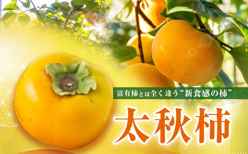 【先行予約】伊藤園 太秋柿 12玉から15玉 約5kg 【2025年10月中旬から10月下旬出荷予定】 ／ 富有柿 柿 果物 フルーツ くだもの うきは市