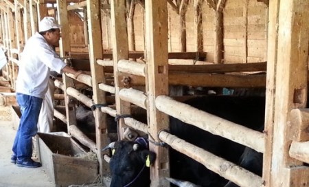 【総本家　肉のあさの】近江牛肩ロースすき焼き用 500ｇ【250ｇ×2】【AE16SM】