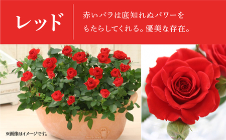 【母の日】ミニバラ レッド  鉢植え デイリーローズ 産地直送 品種おまかせ のため 訳あり [5月7日～10日 お届け] 四季咲き 花 ガーデニング 生産量 日本一 天皇杯 沖縄 離島配送不可 薔薇