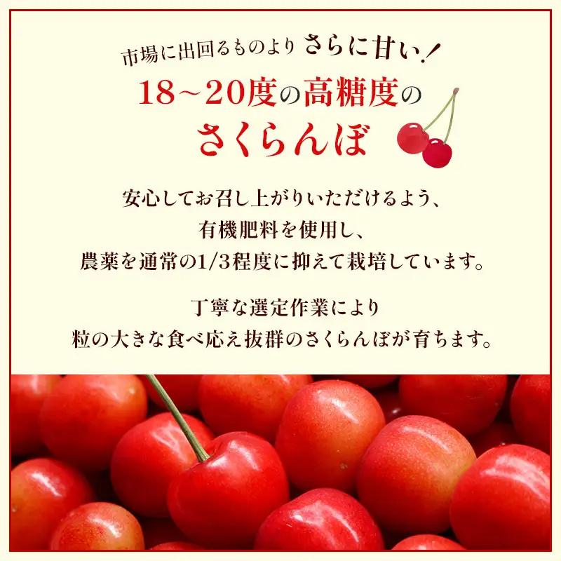 さくらんぼ 600g 佐藤錦 Lサイズ以上 サクランボ