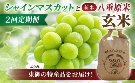 
                  【2回定期便】長野県産 旬の味覚定期便（シャインマスカット2房 1.1kg以上、【新米】玄米コシヒカリ5kg）｜【JA信州うえだ／笹屋農園】ぶどう 葡萄 大粒 果物 フルーツ 生食 甘い 八重原米 お米 特A米 人気 頒布会 信州 東御
                