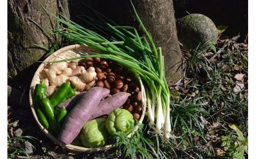 秋野菜