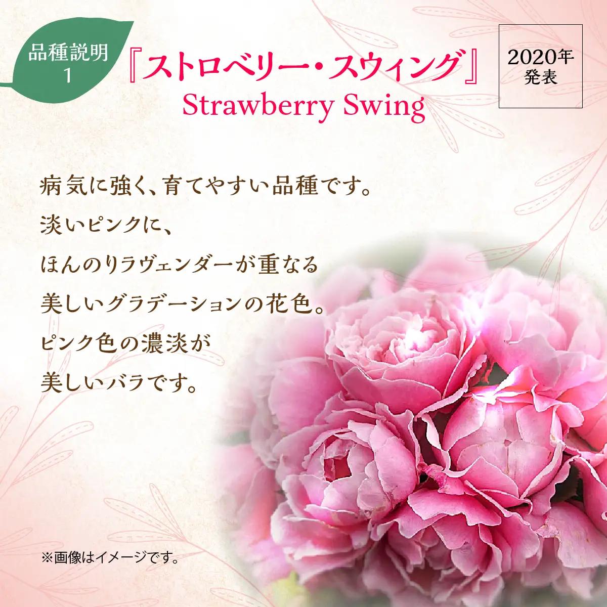 【Apple Roses】バラ苗『ストロベリー・スウィング』新苗育成苗6号ポット植え HNNH021
