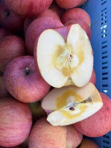 【2025年先行予約】サンふじ りんご 家庭用 約5kg｜ 千曲市産りんご 信州りんご 林檎 長野産りんご 美味しいリンゴ