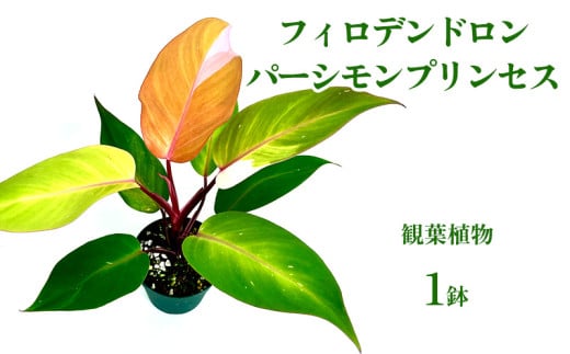 フィロデンドロン パーシモンプリンセス 観葉植物 観葉植物 アロイド科 トロピカルプラント 室内植物 葉の模様 インテリアグリーン 室内装飾 空気清浄 葉の形 お気に入り 葉の美しさ コレクター おすすめ 成長速度 沖縄県 国産 くつろぎ 人気 直送 送料無料