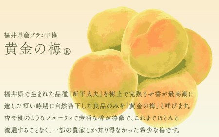 【2026年6月上旬以降発送】 夏の水羊羹！「黄金ゼリー」 250g × 3箱（計750g）  白餡と「黄金梅」ピューレ [e07-a015]