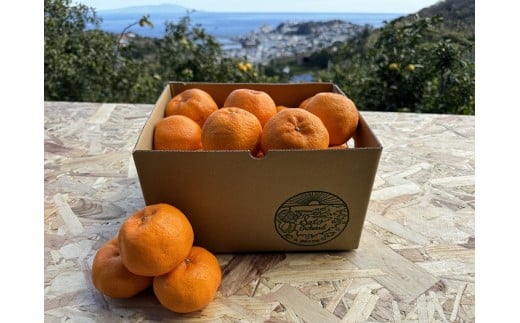 東伊豆・佐藤農園のポンカン　贈答用3kg（Mサイズ～3Lサイズ） 1318 ／ 佐藤農園 果物 フルーツ 農家直送 静岡県 東伊豆町