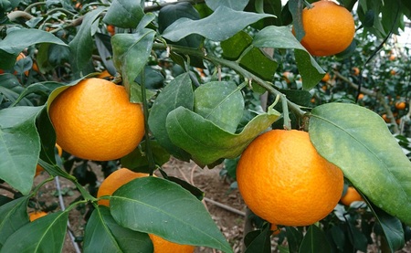 愛果28号 約3.3kg×2箱 ご家庭用 みかん 紅まどんなと同品種 柑橘 愛媛 【2026年11月下旬から順次発送予定】 先行予約 数量限定 人気 伊予市｜C139