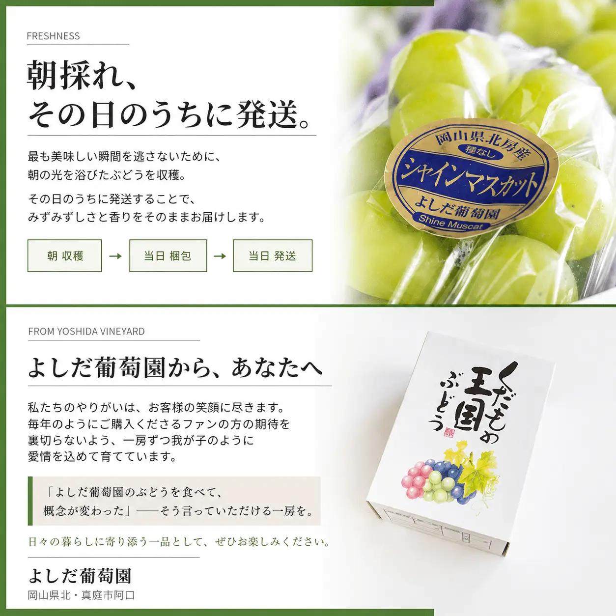 マスカサーティーン【シャインマスカット希少品種】1 kg【2026年先行予約】【ysdb004】