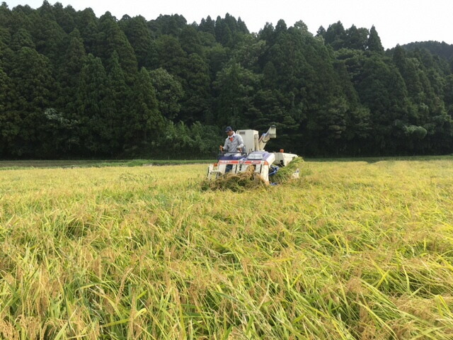 【発送時期が選べる】【新米】能登産コシヒカリ 能登夢米12kg（玄米3kg×4袋）◆ ※2024年11月中旬～12月下旬頃に順次発送予定